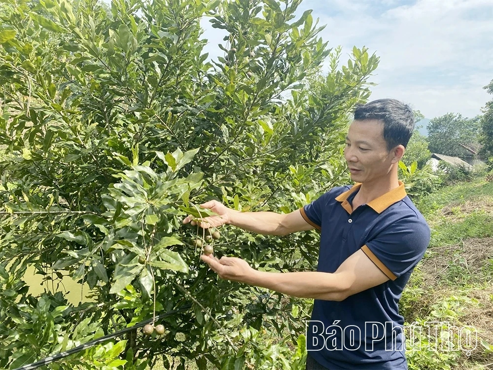 Vườn mắc ca Toàn Thắng tại xã Sơn Lương, Phú Thọ